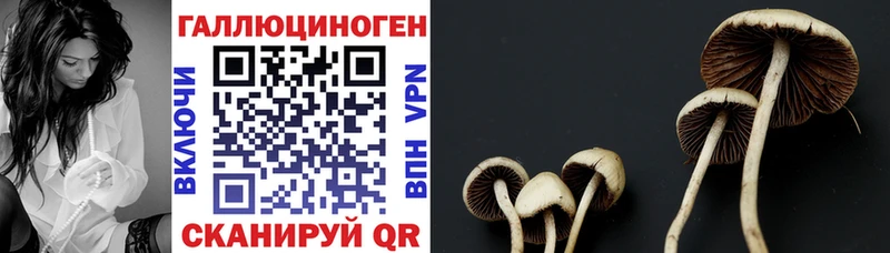 darknet формула Курлово Галлюциногенные грибы Cubensis